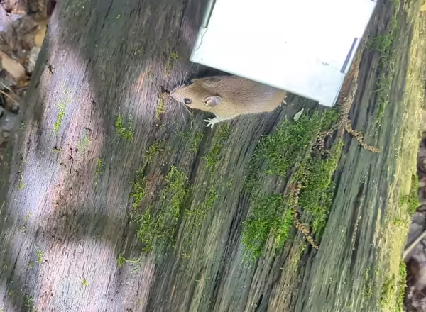 Live release of a Peromyscus mouse