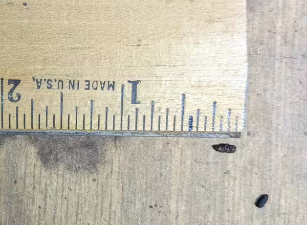 Mouse Poop beside a ruler