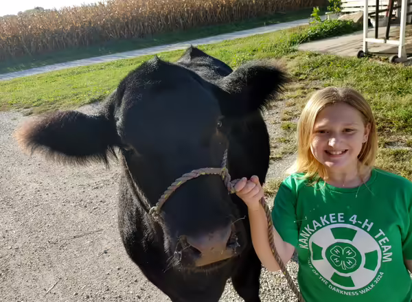 A girl in a Kankakee County 4-H Shirt poses with her cow