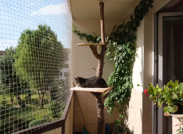 Gray cat sitting on a homemade "cat tree" inside a porch enclosed with netting. 