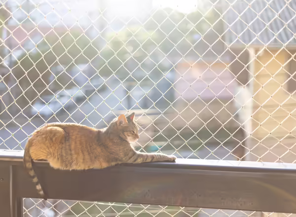 Tabby cat lying on a railing behind a fence, looking out over a neighborhood.