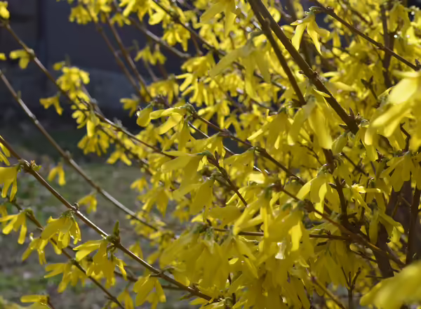 yellow flowers on a forsythia shrub