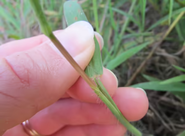 hand holding grass leaf