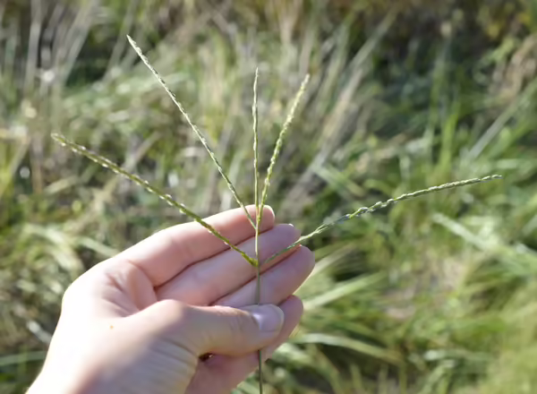 hand holding grass flowers