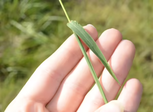 hand holding grass stem and leaf