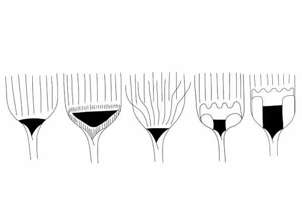 sketch of grass ligules