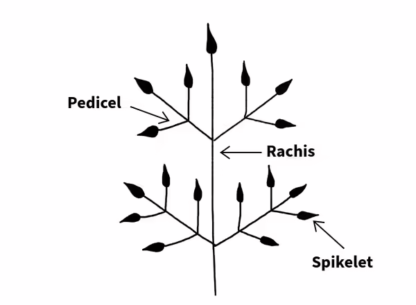 sketch of grass inflorescence with pedicel, rachis, and spikelet labeled