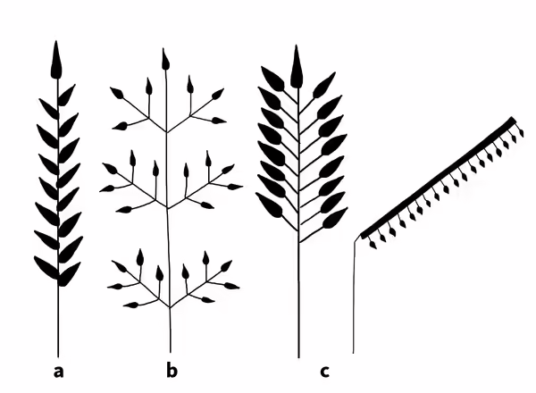 sketches of spike, panicle, and racemes