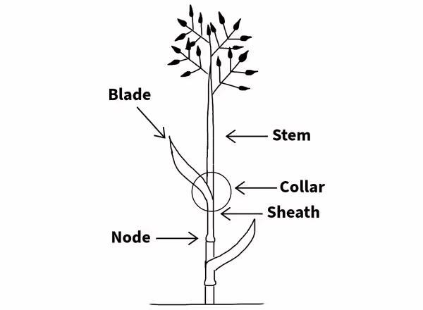 sketch of a grass showing leaves, stems, blades, collars, sheaths, and nodes