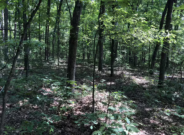 Sunlight filters through to the forest floor 