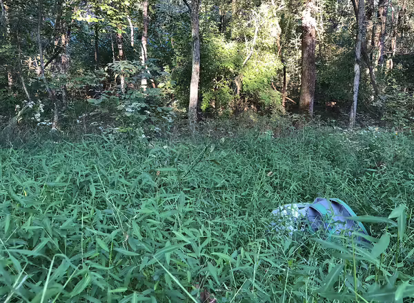 A grass covers the forest floor. 