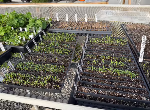 rows of emerged green plant seedlings in black trays on a table 