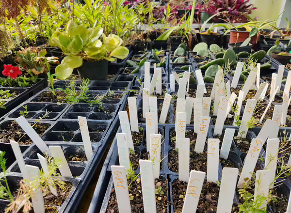 Trays of seedlings sit on top of a table. Little white signs indicate what is planted in each pot