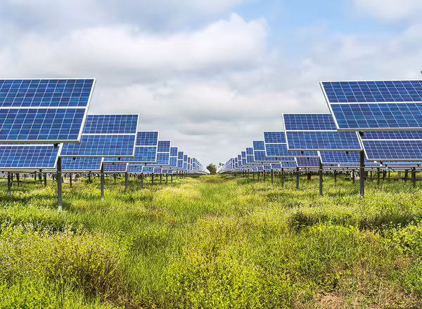 grass growing in a solar panel field