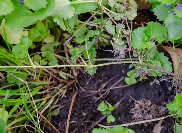 Creeping Charlie stolon (runners) that have rooted at the nodes