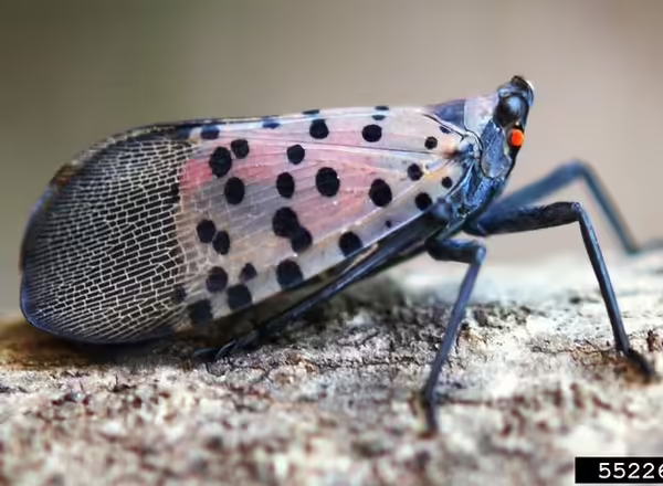 spotted lanternfly