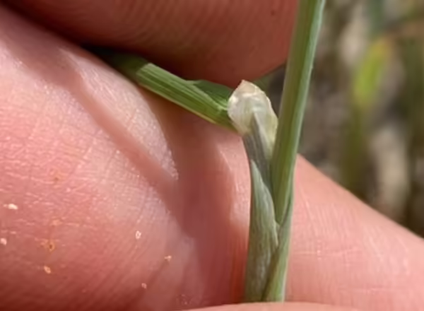 hand holding grass blade back