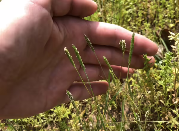 hand behind grasses in flower