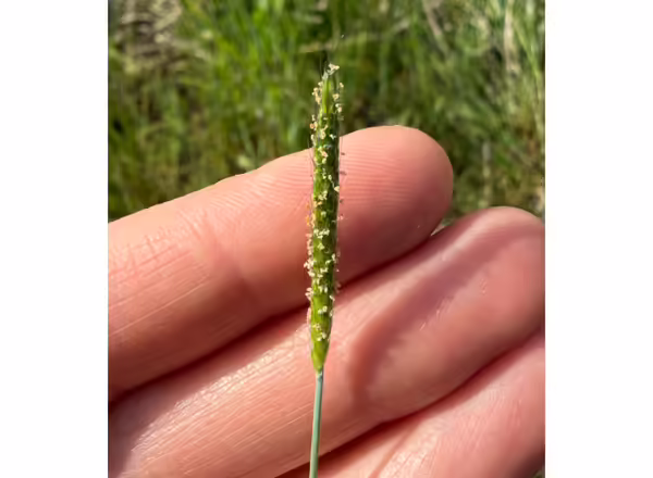 hand holding grass inflorescence