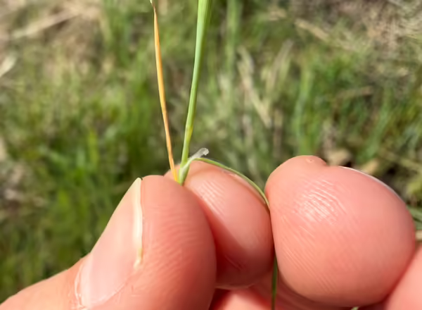 hand holding leaf blade back from stem