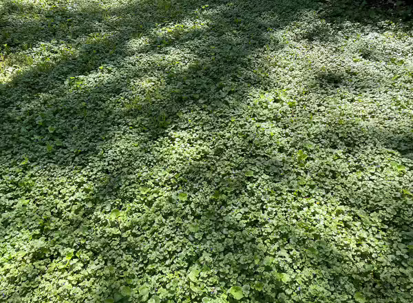a large patch of creeping Charlie in a shaded lawn