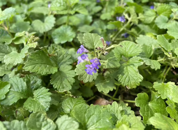 creeping Charlie leaves and flowers