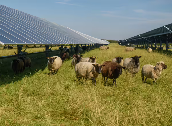 sheep grazing next to solar panels