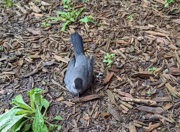Gray and black bird sitting on mulch with some weeds growing nearby