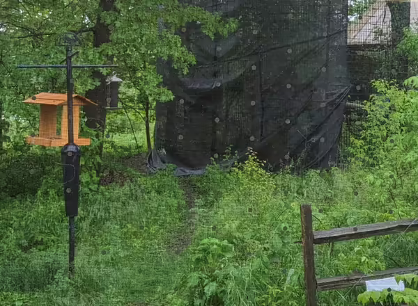 Looking through a window with white dots on the outside towards a smal building and a bird feeder on a post. Green vegetation in fore and background. 
