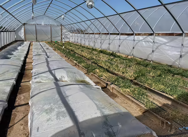 rows of plants in a high tunnel with half of the rows covered in clear plastic