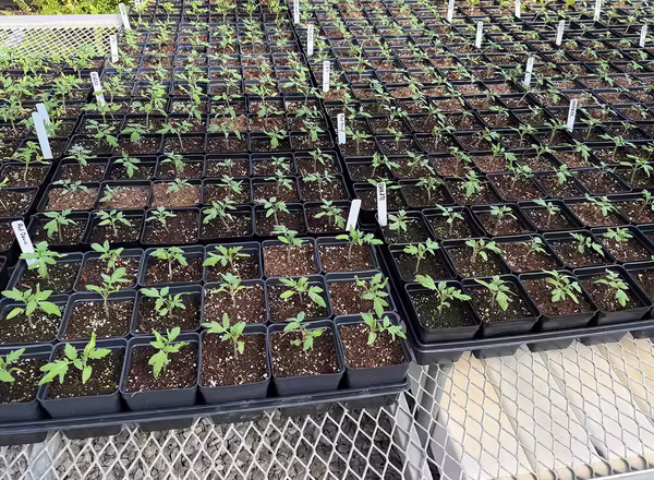 small plants growing in black pots in greenhouse