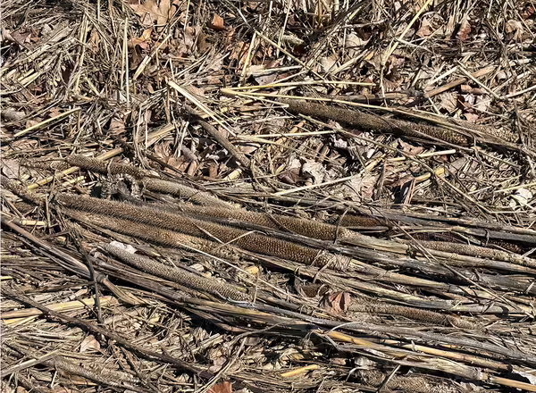 brown plant residue on ground