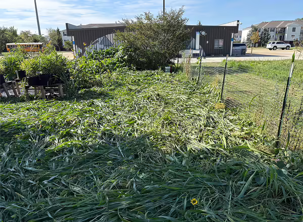 mature summer cover crops terminated and laying flat on the ground
