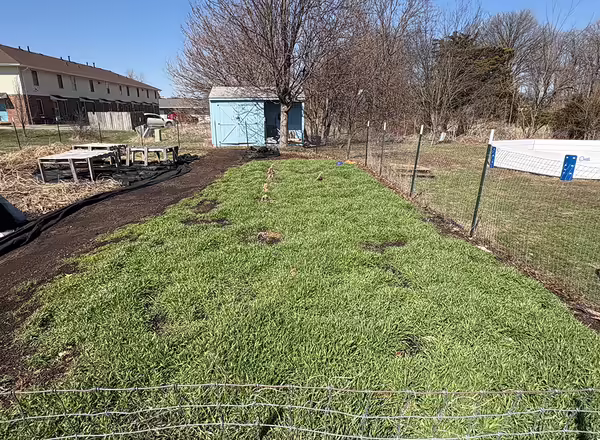 area within a fence with overwintered cover crops green and actively growing