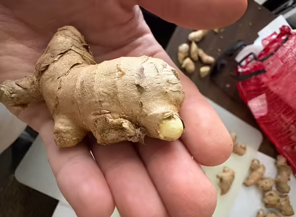 ginger rhizome in a person's hand