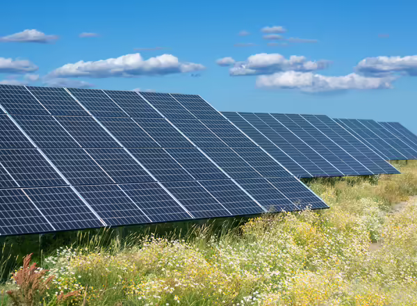 flowering plants growing next to solar panels