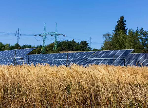 wheat growing next to solar panels