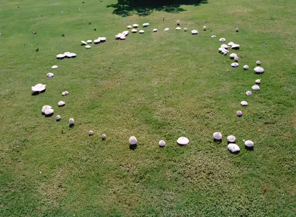 Type 3 fairy ring producing a ring of mushrooms
