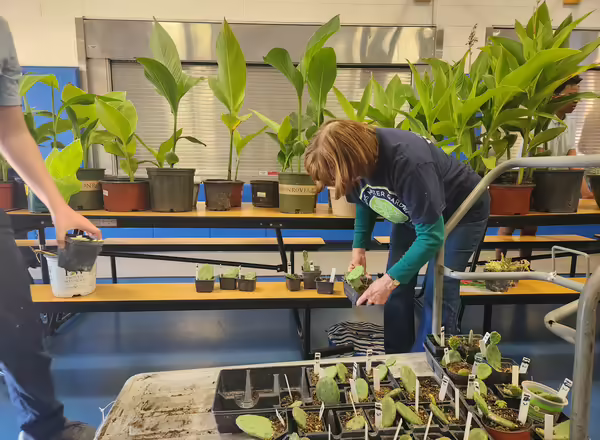A master gardener volunteer takes plant off a cart and places them on a table at the plant sale
