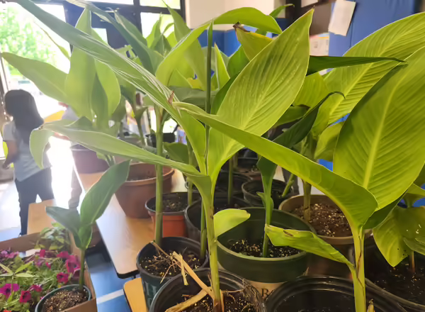 Plants on a table