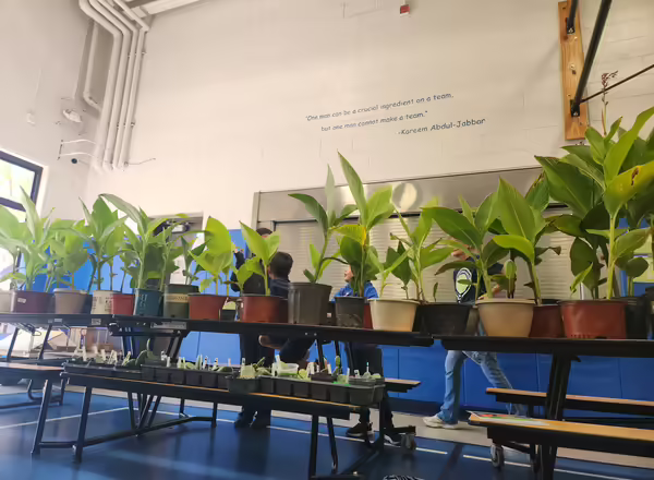 a row of plants at the plant sale sit on a table