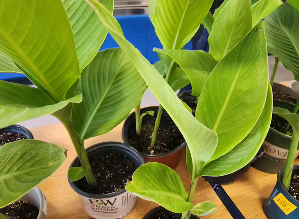 plants in pots on a table