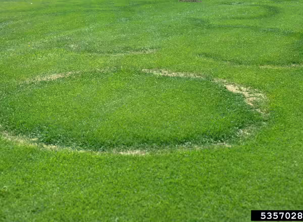 a dead ring of grass caused by type 1 fairy ring