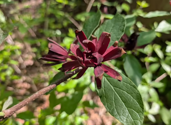 Carolina allspice in bloom