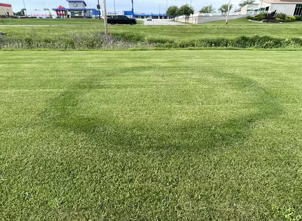 Type 2 fairy ring with dark green, lush turf