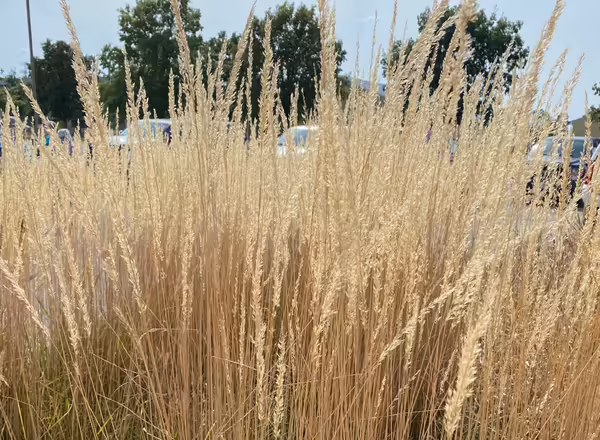 seed heads of feather reed grass