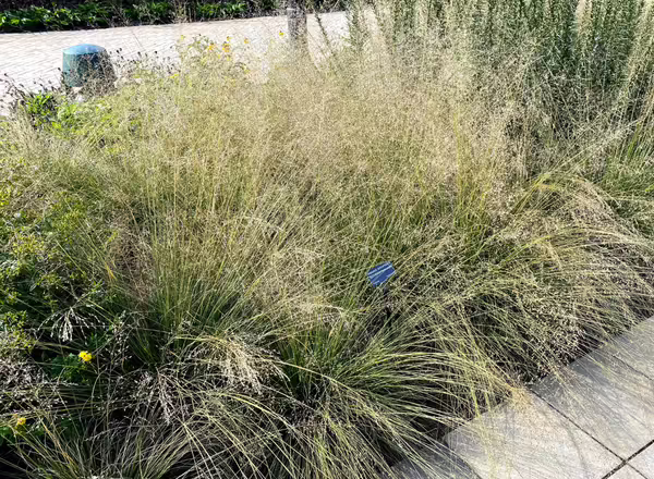clumps of grass in bloom planted in a garden