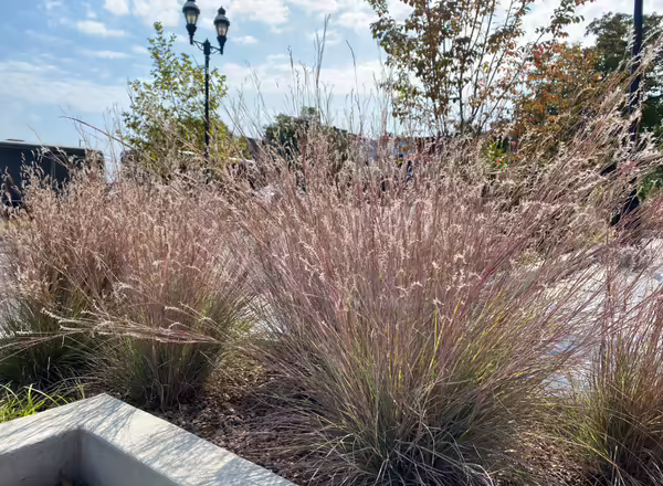 clumps of grass planted in a concrete planter