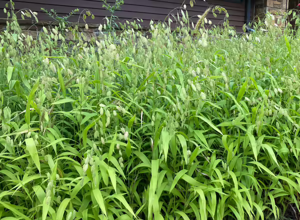 clump of grass in front of a building