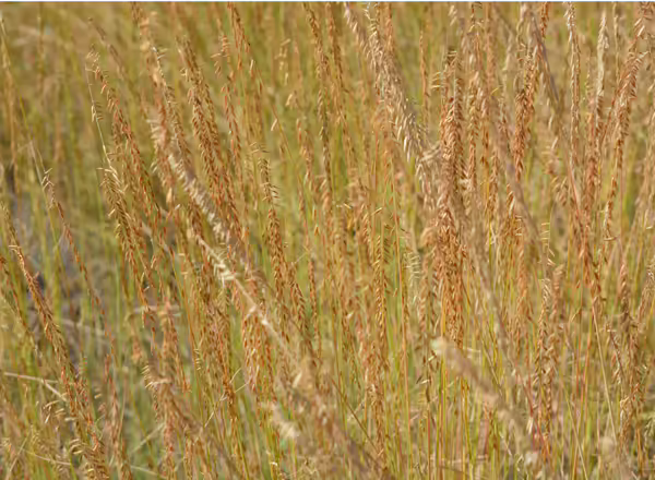 side oats grama in bloom